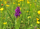 almwanderung-35_00001