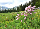 almwanderung-42_00001