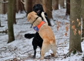 anita-kaelker-dogxaid-6