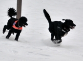anita-kaelker-dogxaid-9