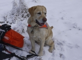dogxaid-1290126