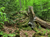 dav-falkenstein-6