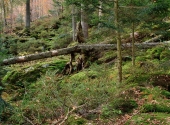 falkenstein-24