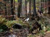 falkenstein-28