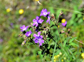 frommerkogel-dav-2025-50_00001