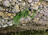 rinnende-mauer-dav-69_00001