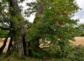 schachten-dav-136