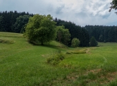 p1100957-wald