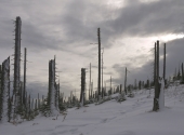 wald-1290055