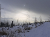 wald-1290086