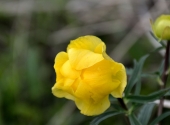 trattberg-5