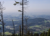 p1290838-vogelsang