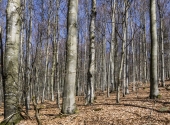 p1290846-baeume_0