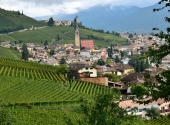 weinberg-tramin-85
