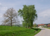 p1300245
